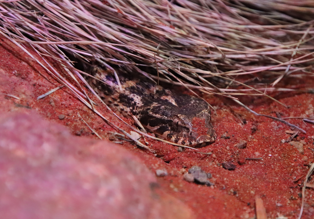 Rough-scaled death adder (Acanthophis rugosus)