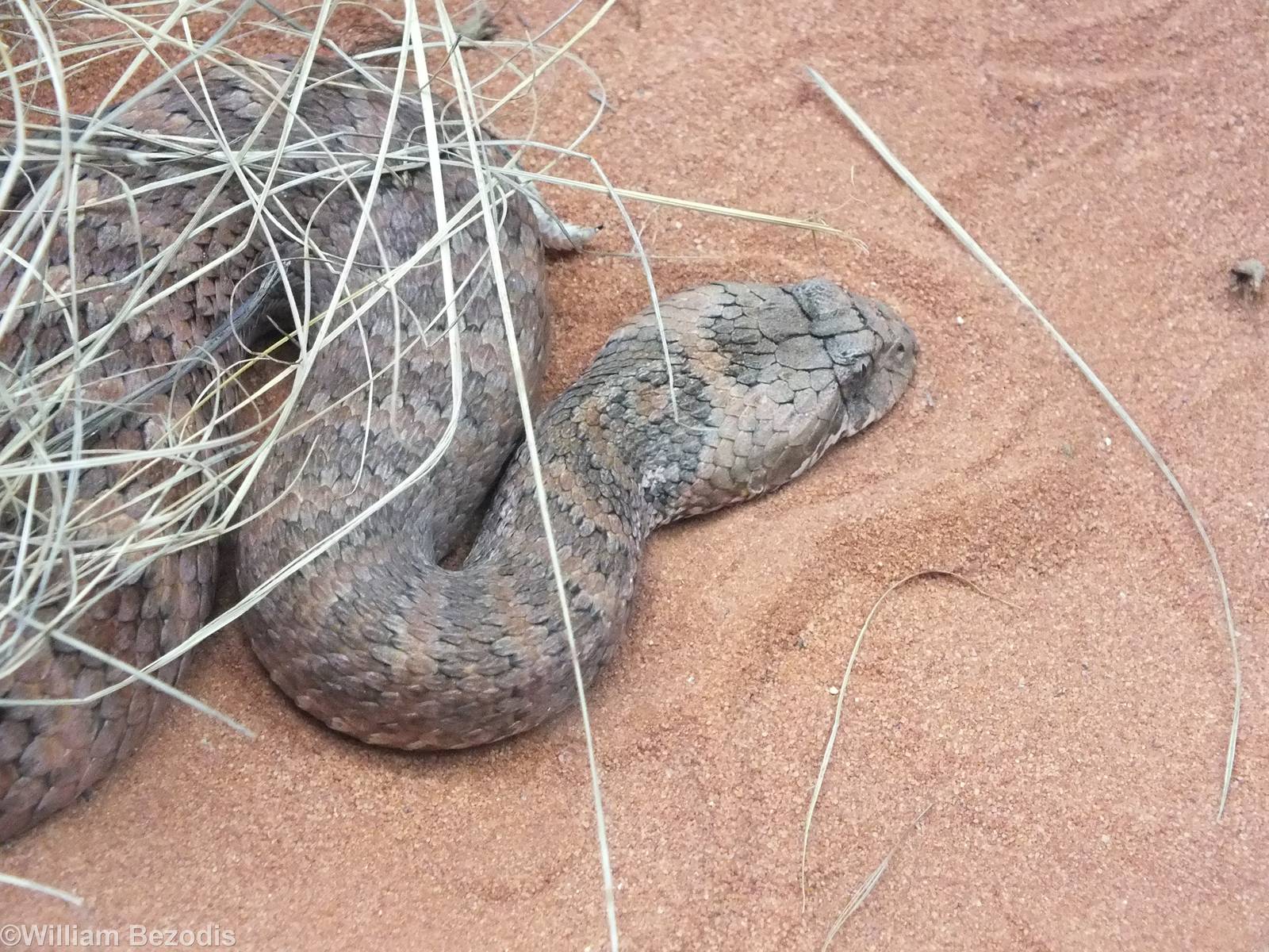 Rough-scaled Death Adder