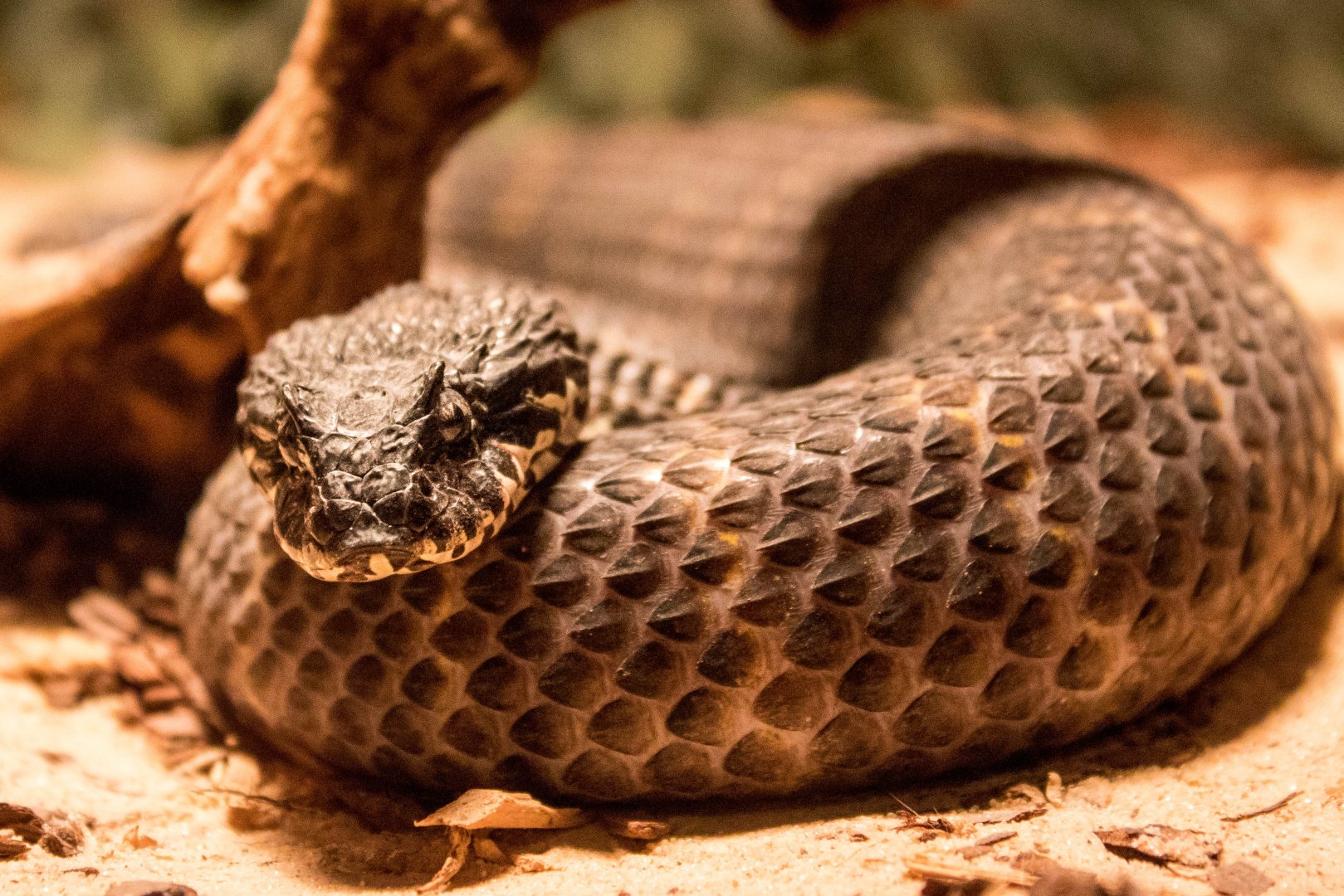 Rough-scaled death adder