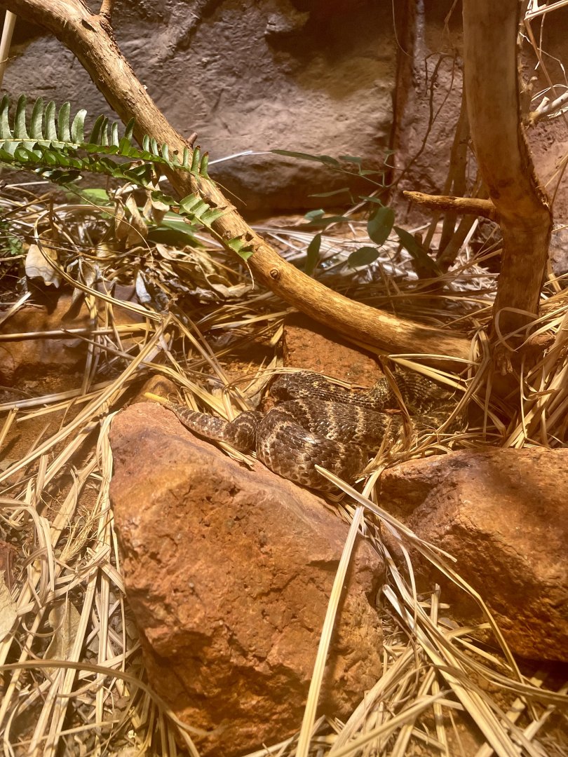 Rough-scaled Death Adder