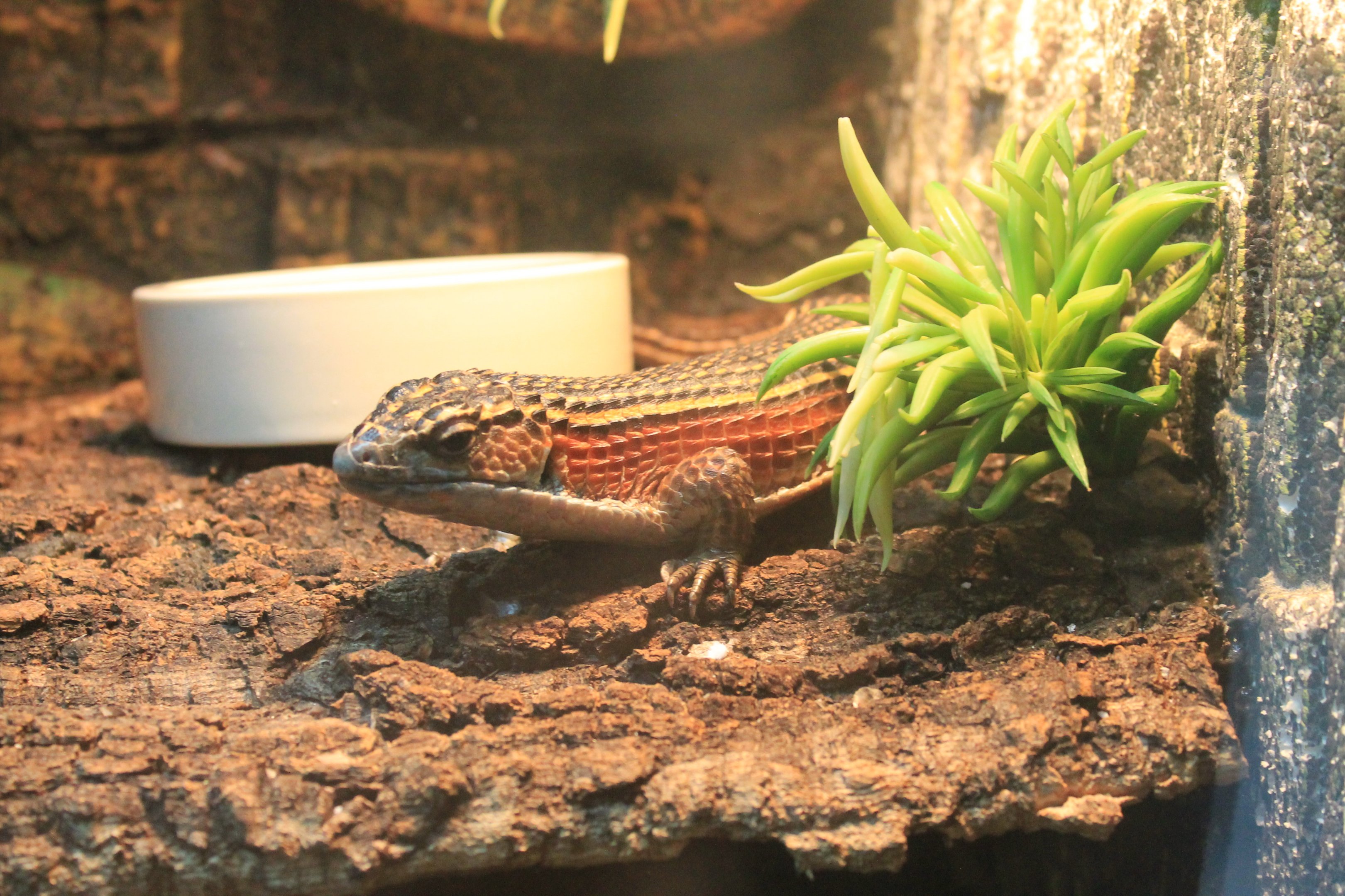 Rough-scaled Plated Lizard (Broadleysaurus major)