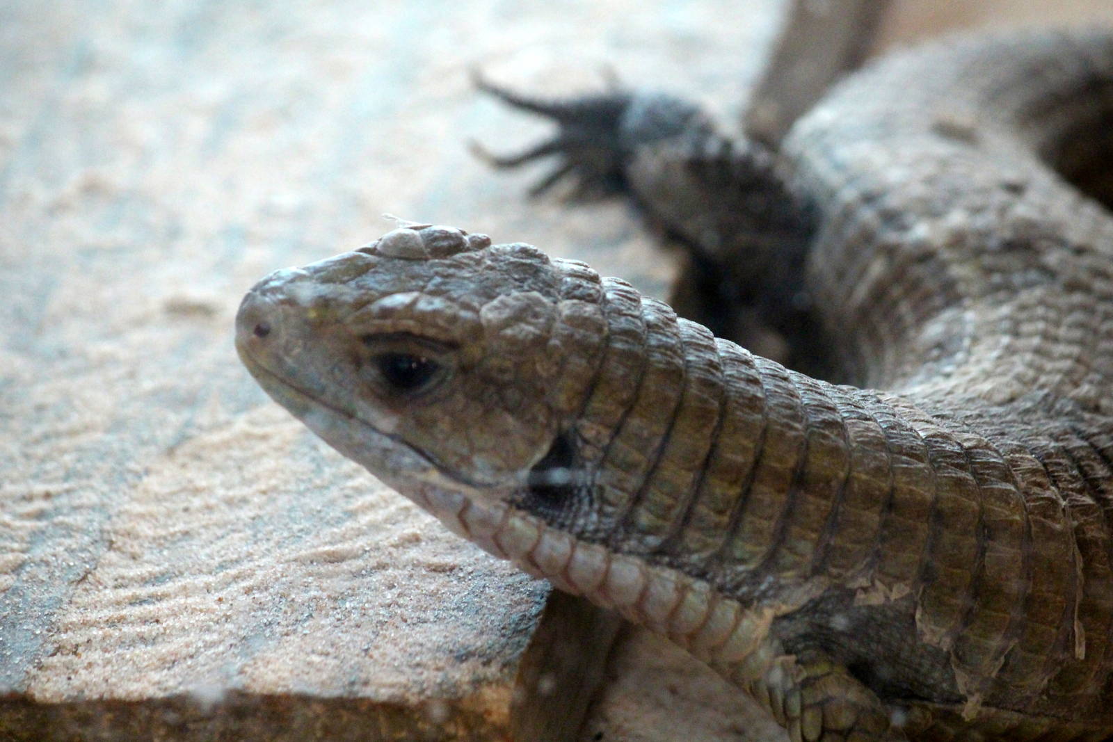 Rough-scaled Plated Lizard