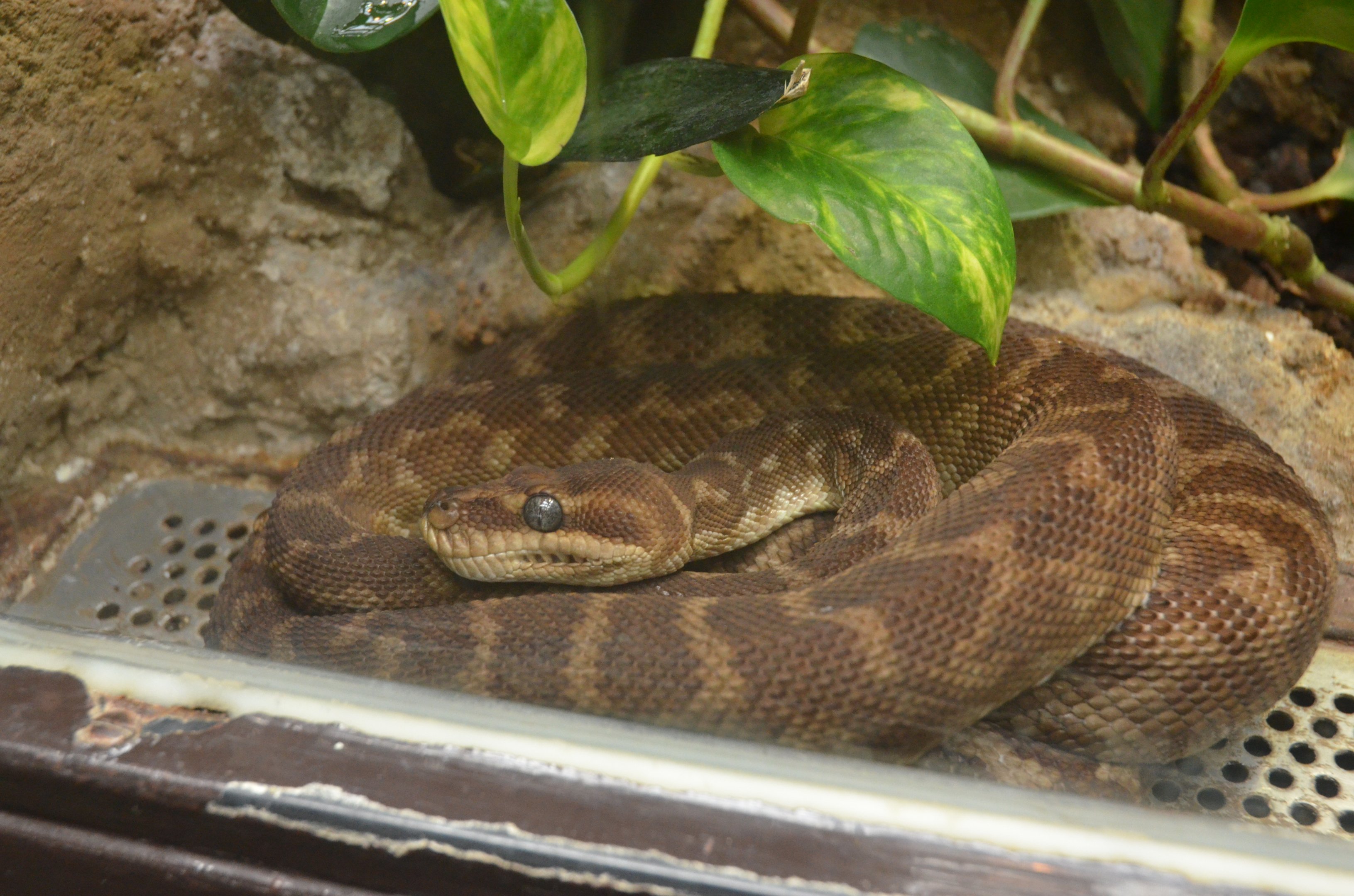 Rough-scaled Python at Wuppertal, 16/06/19
