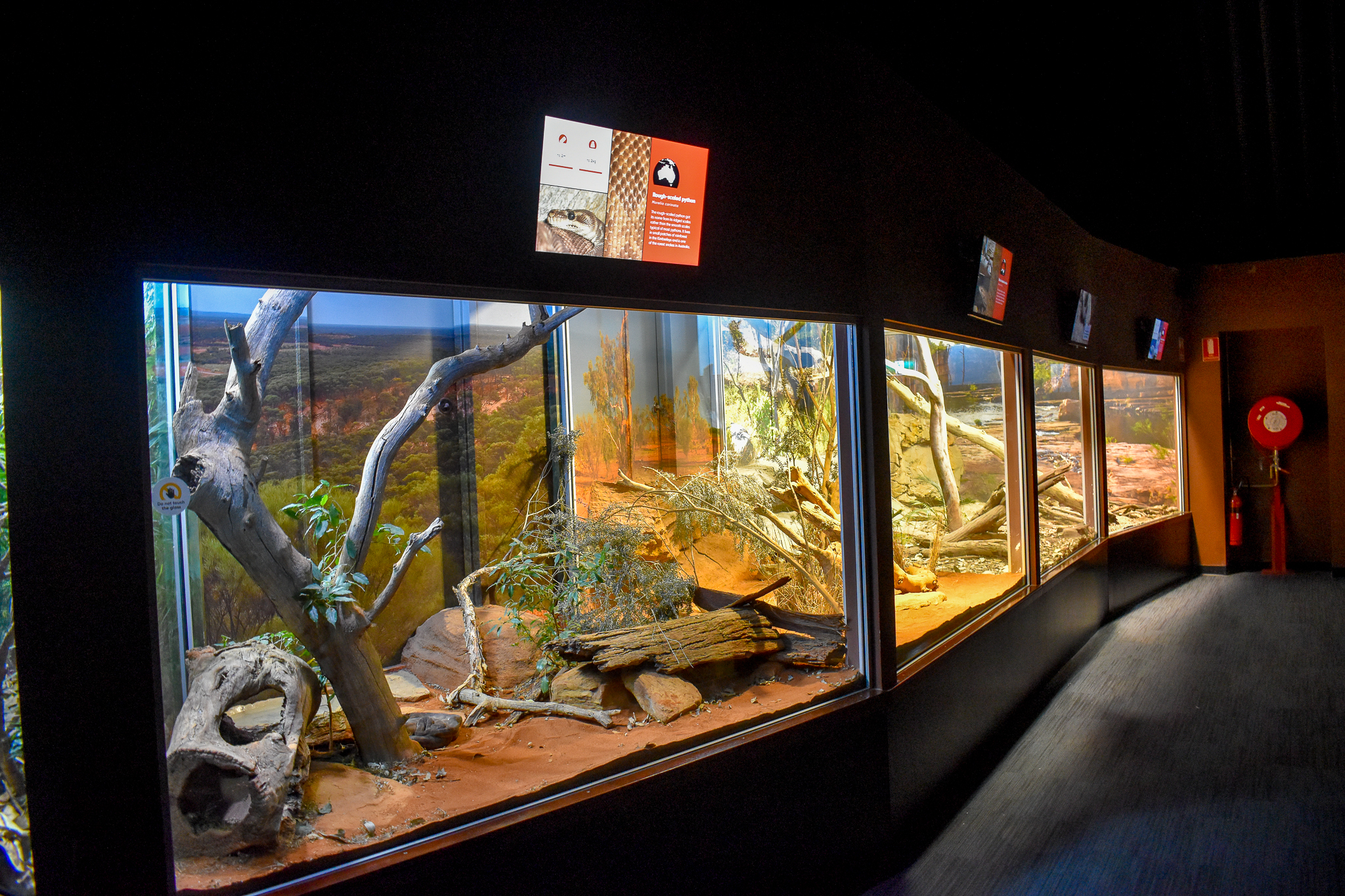 Rough-scaled Python Enclosure