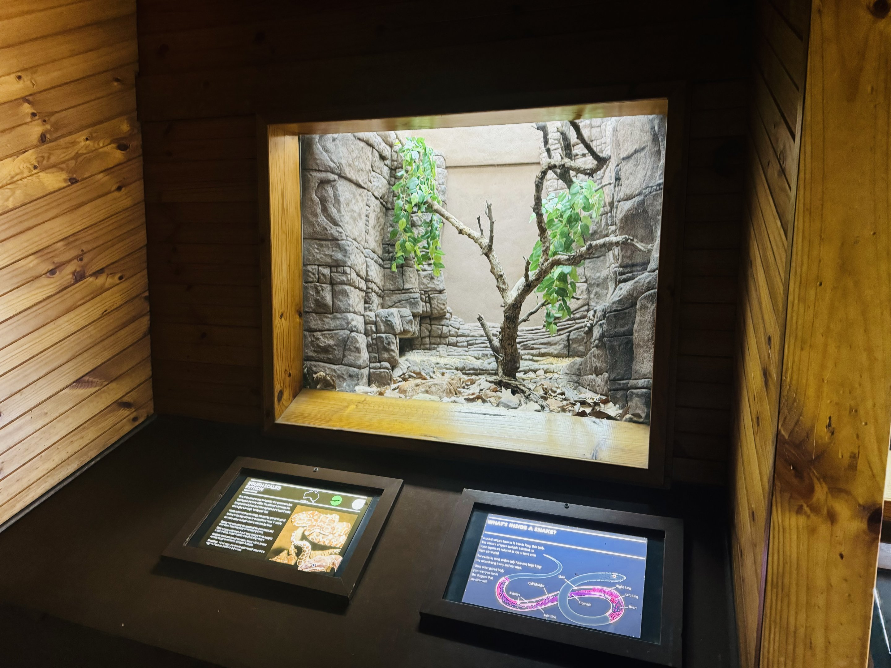 Rough-scaled Python enclosure