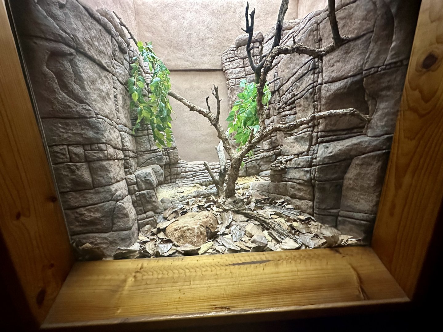 Rough-scaled Python Exhibit