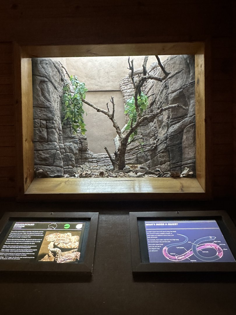 Rough scaled python exhibit