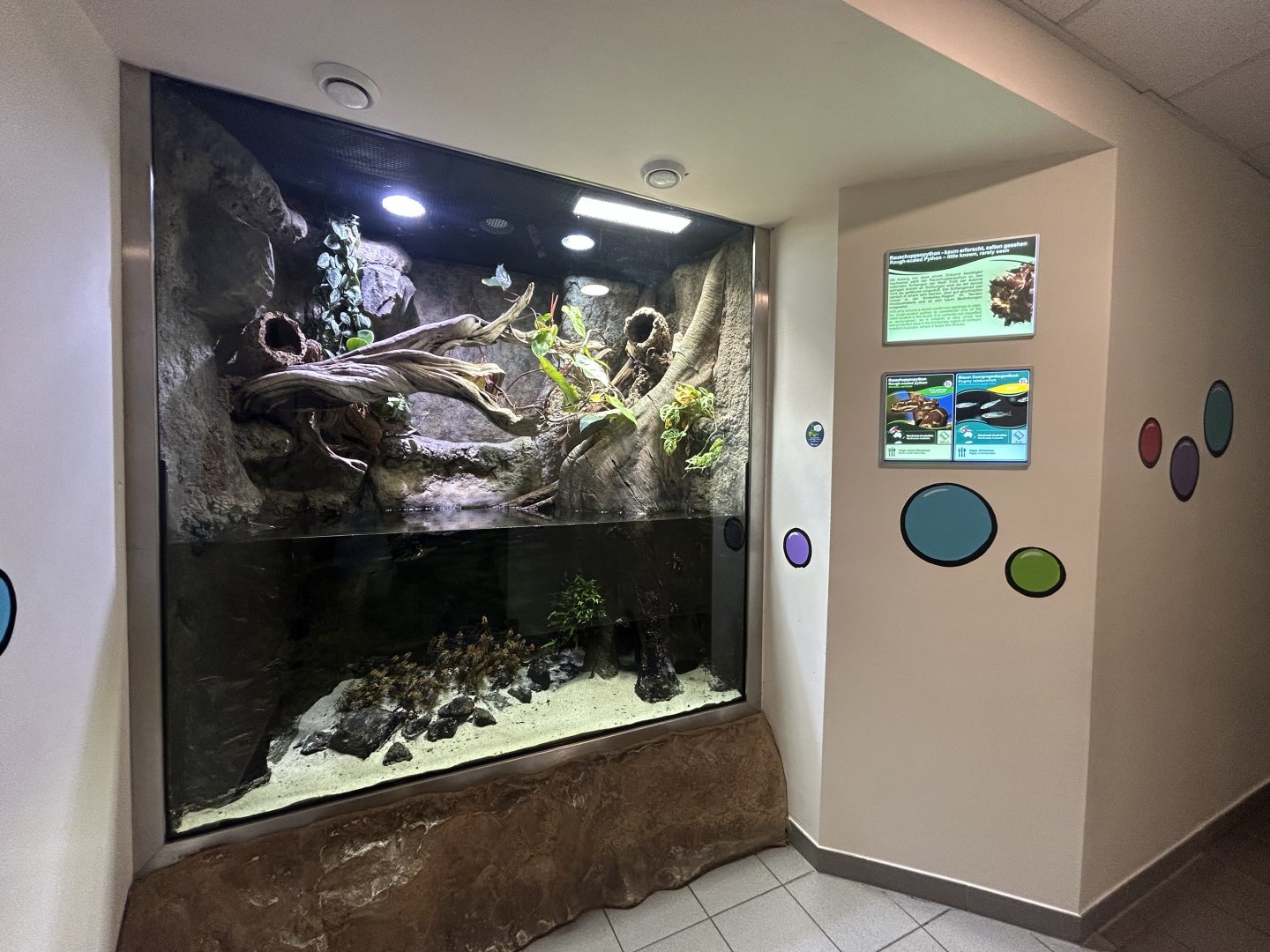 Rough-scaled Python Exhibit