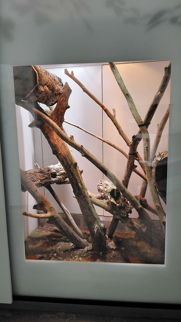 Rough-scaled python exhibit