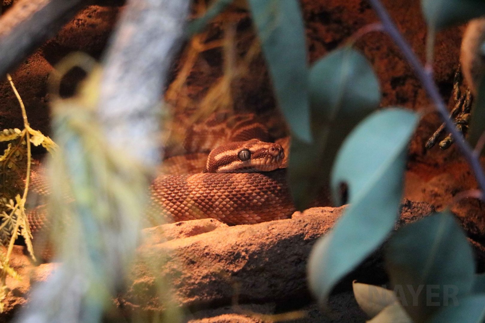 Rough-scaled python, June 2016