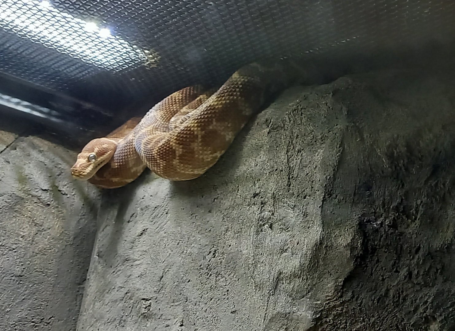 Rough-scaled python - Morelia carinata