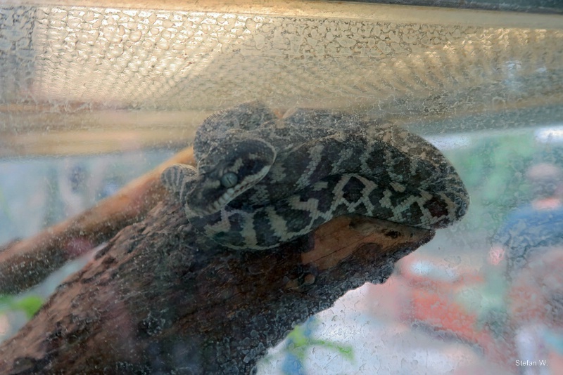 rough-scaled python (Morelia carinata)