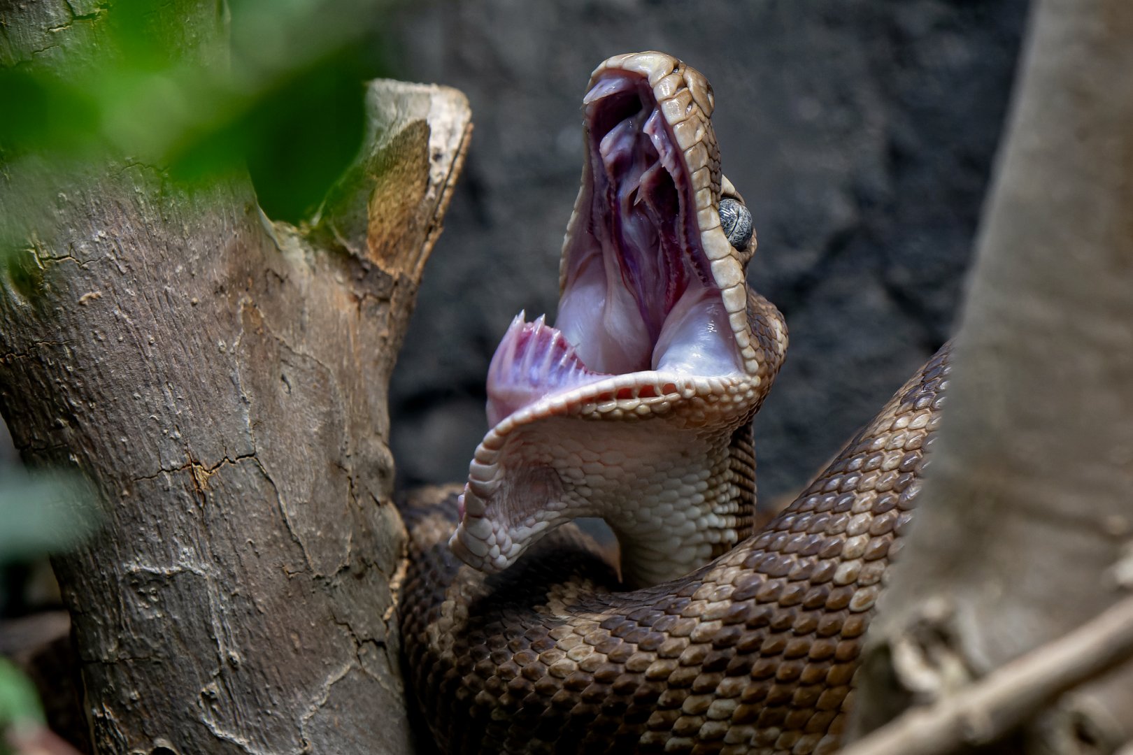 Rough-scaled python (Morelia carinata)