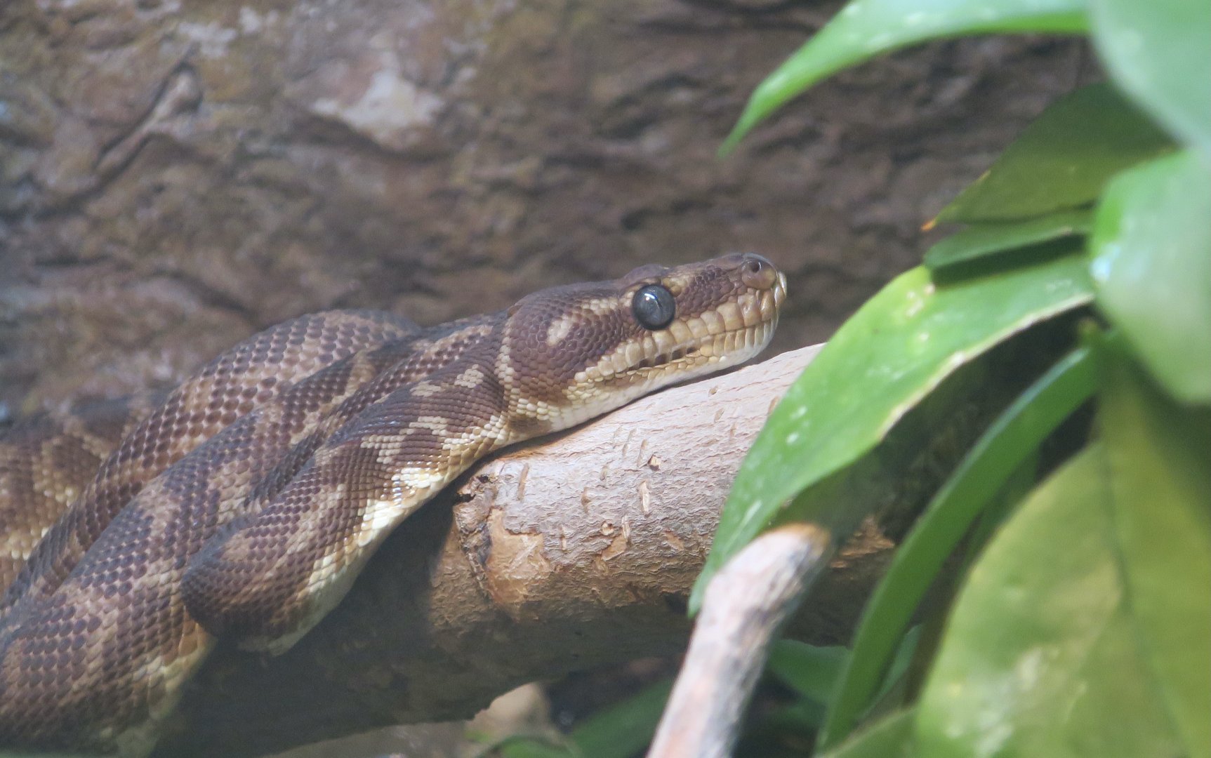 Rough-Scaled Python (Morelia carinata)