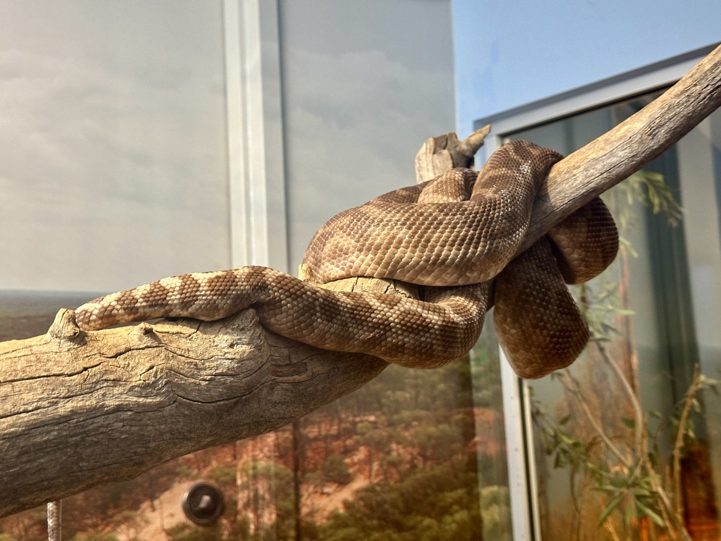 Rough-scaled Python (Morelia carinata)