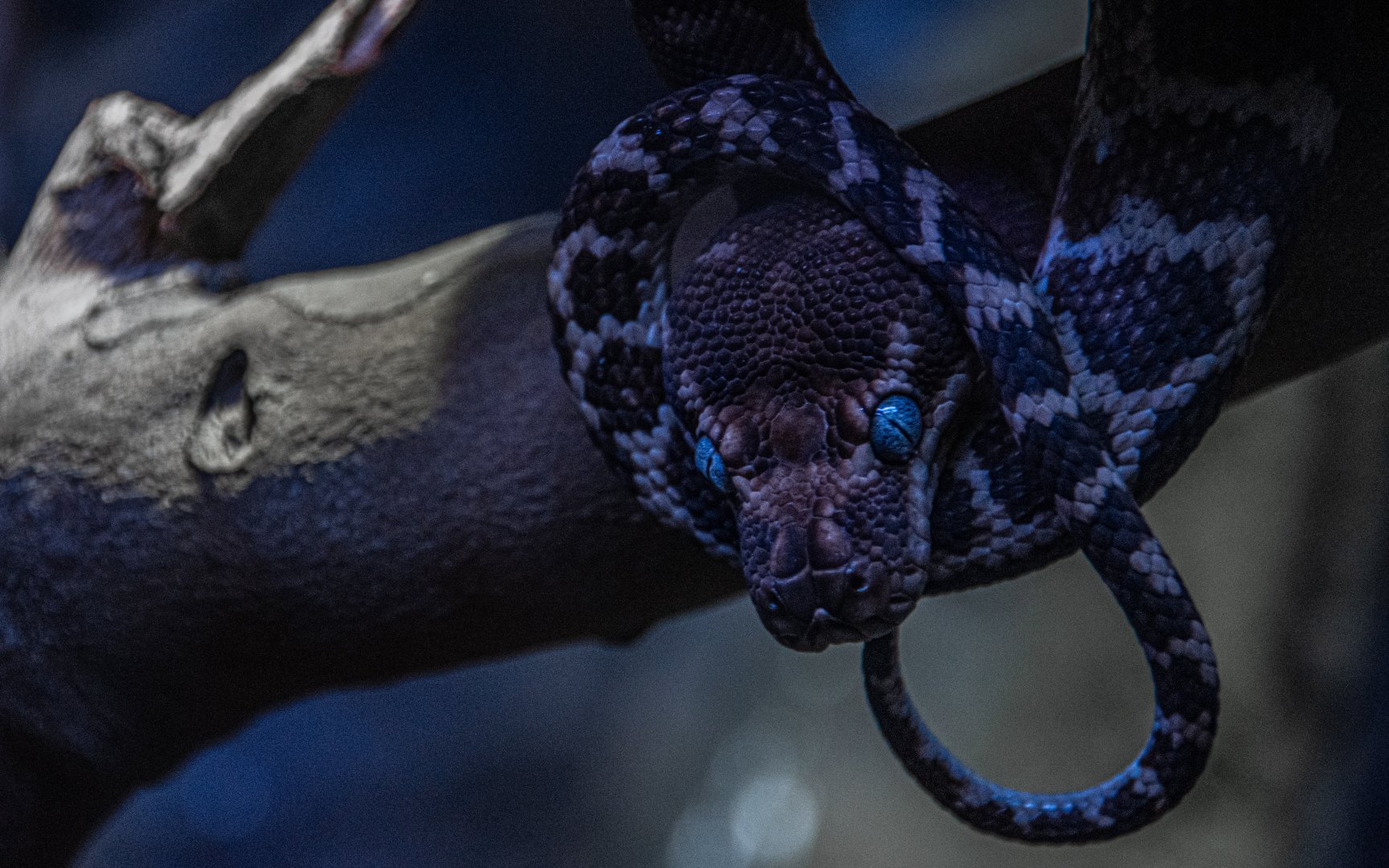 Rough-scaled python (Morelia carinata)