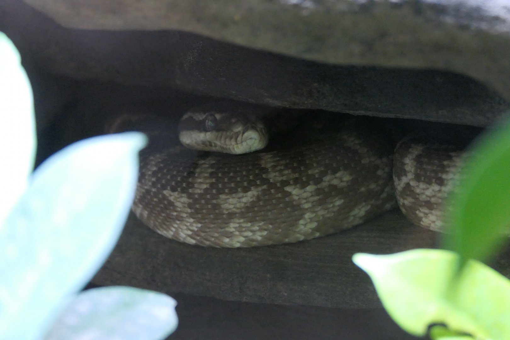 Rough-scaled Python (Morelia carinata)