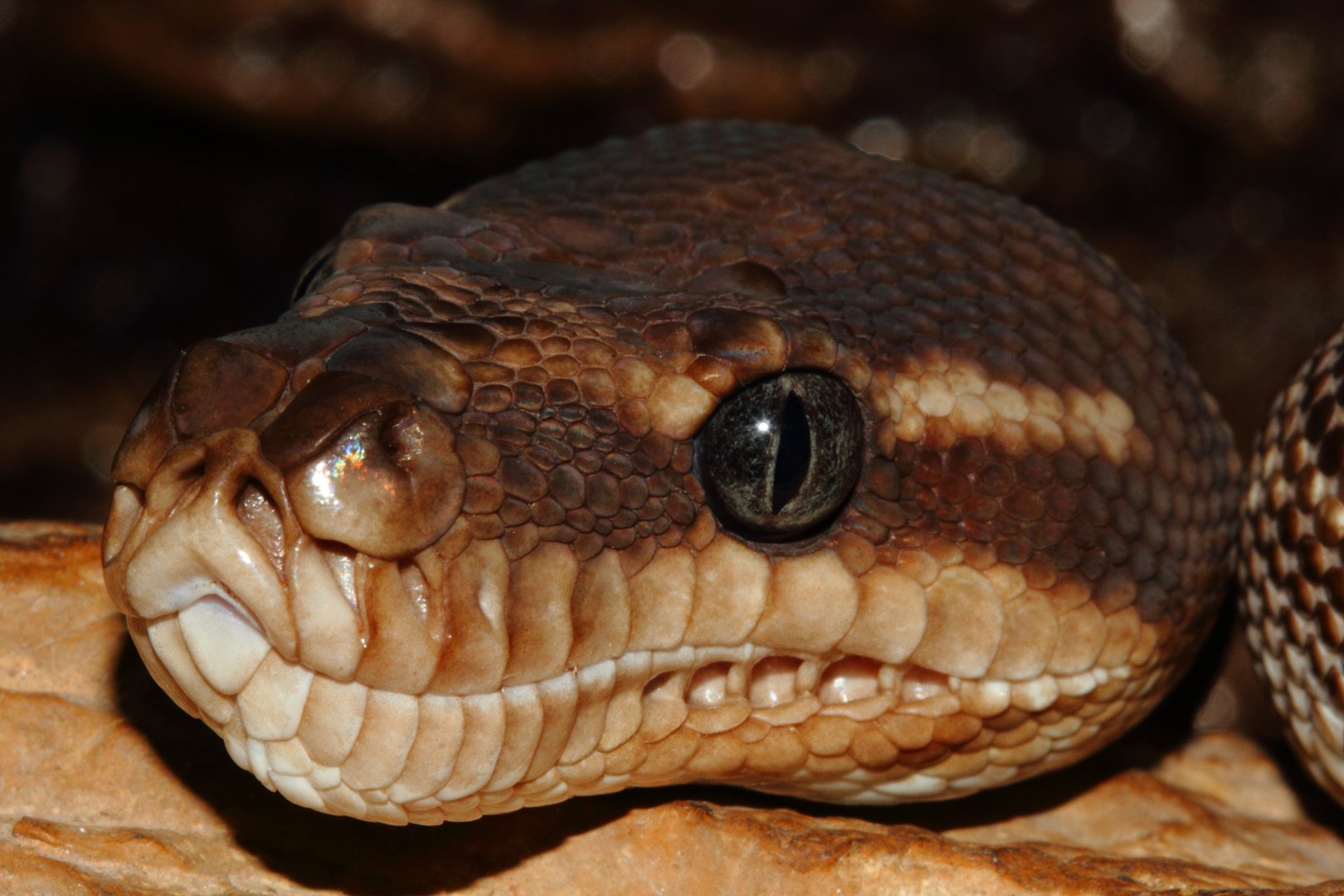 Rough Scaled Python, Snakes Downunder Jan 2016