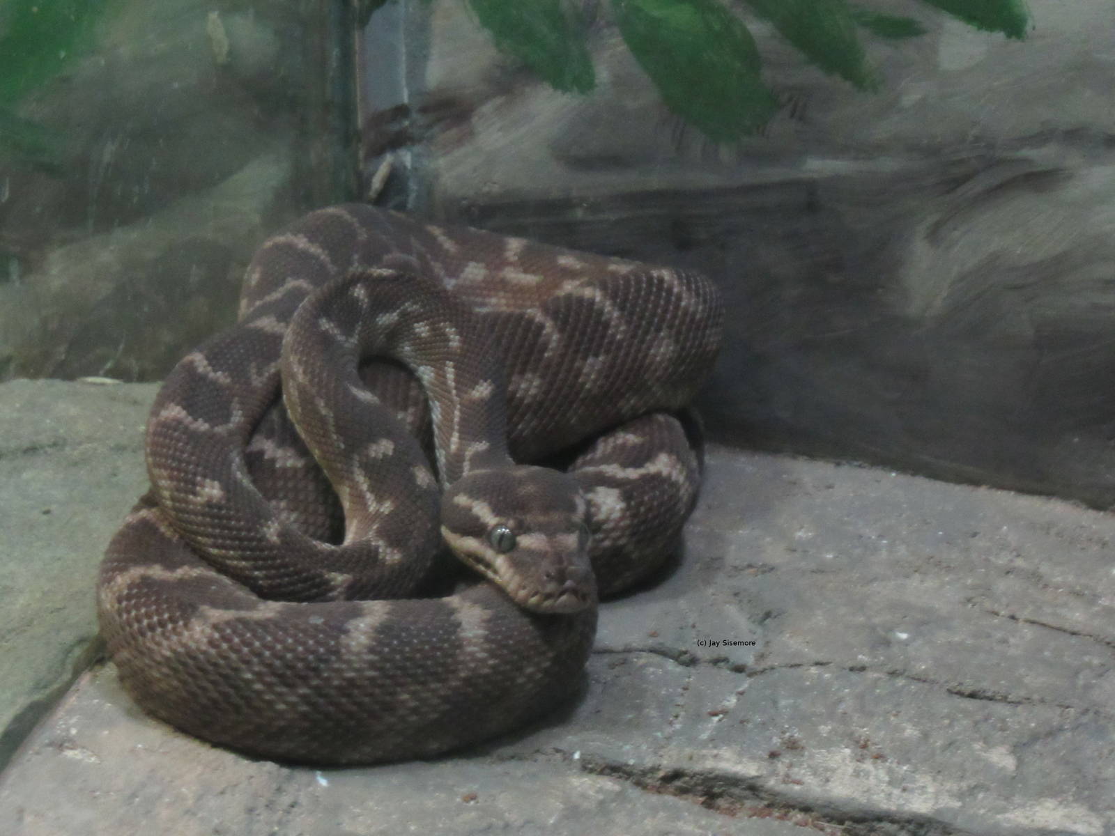Rough-Scaled Python