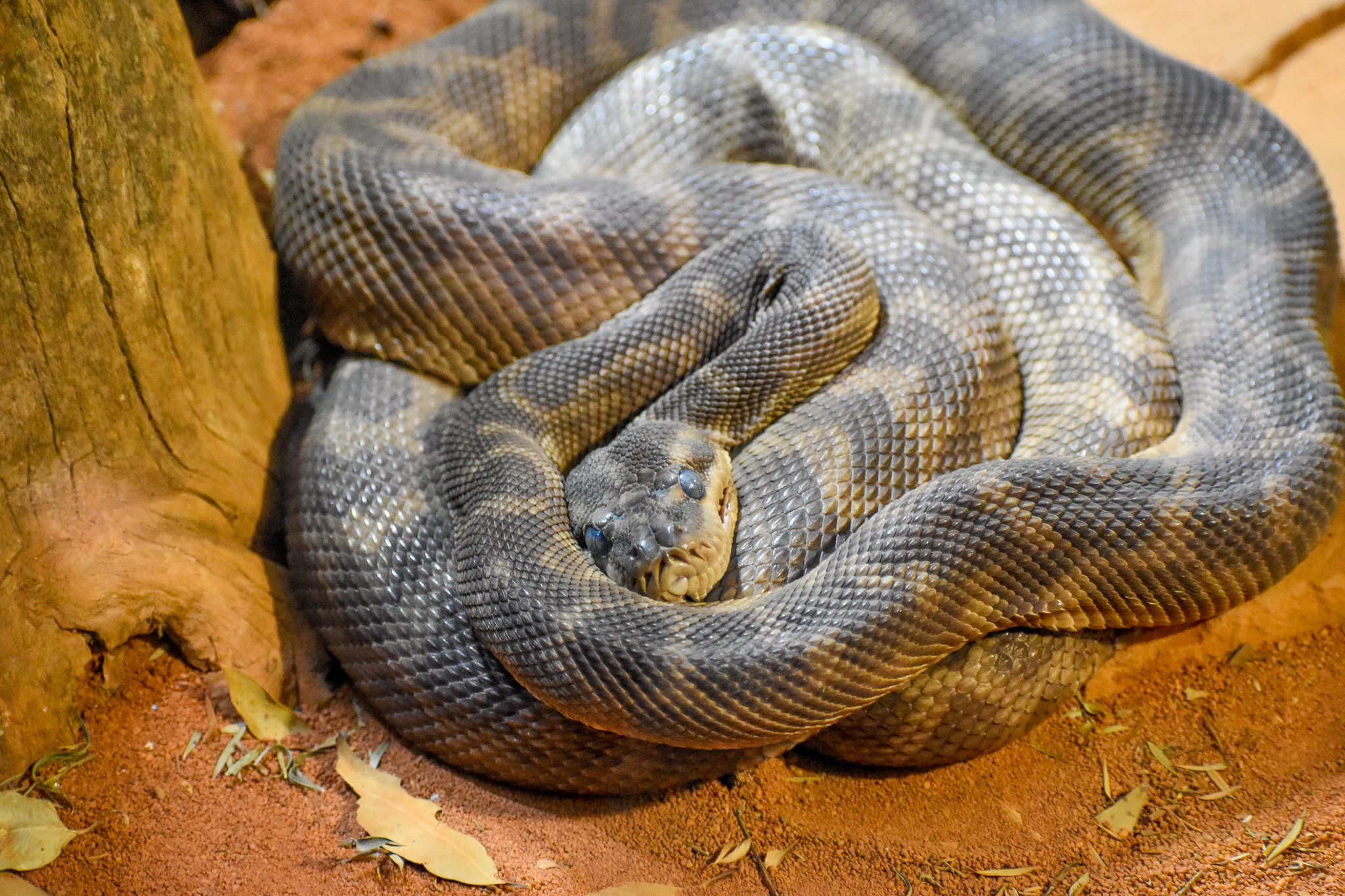 Rough-scaled Python