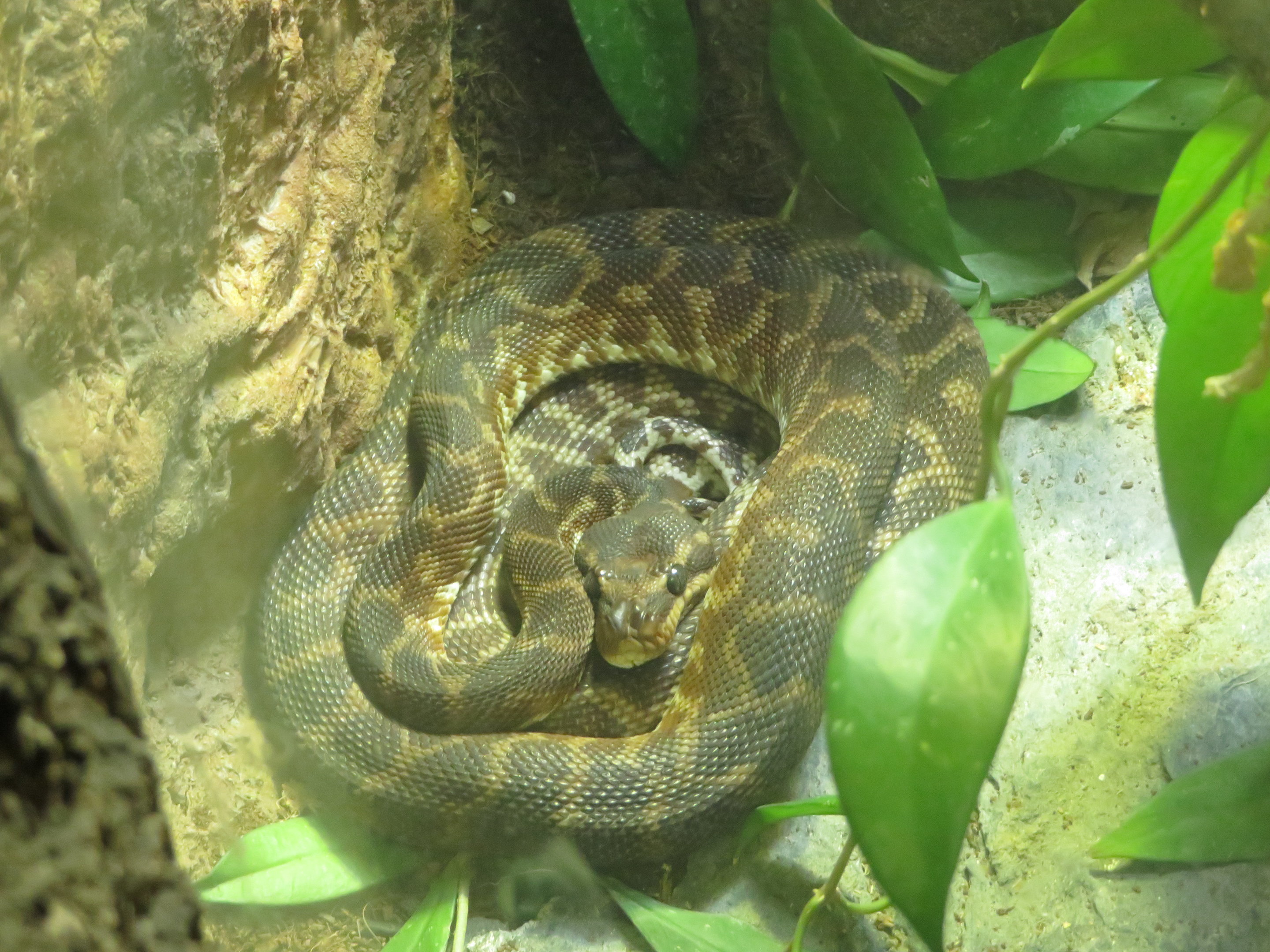 Rough-scaled Python