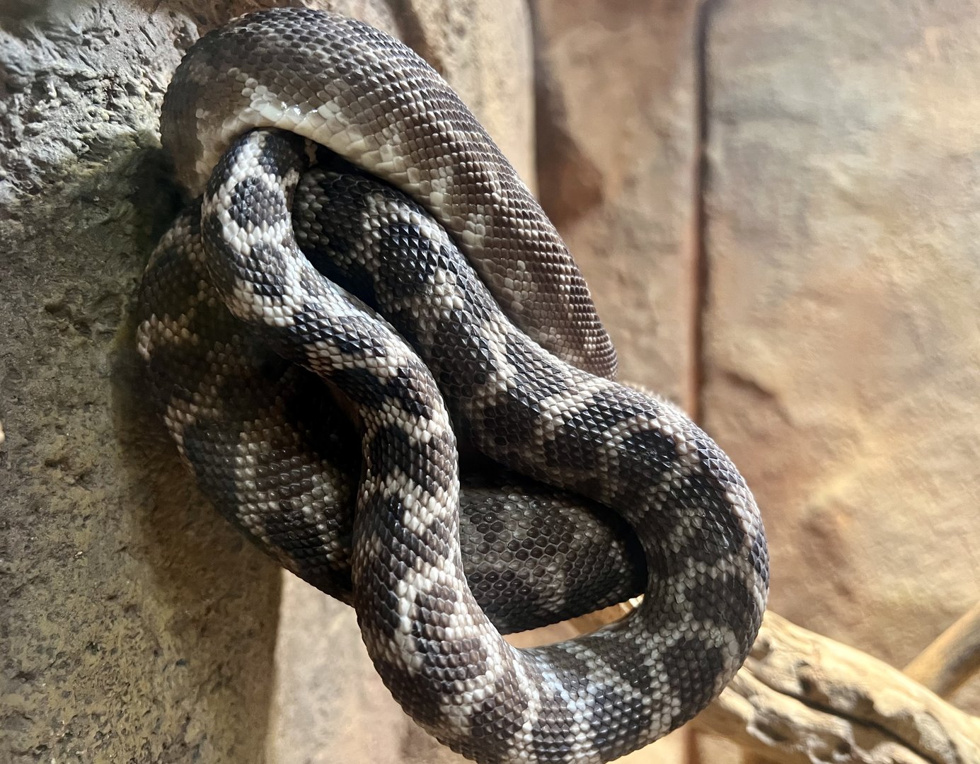 Rough-scaled Python