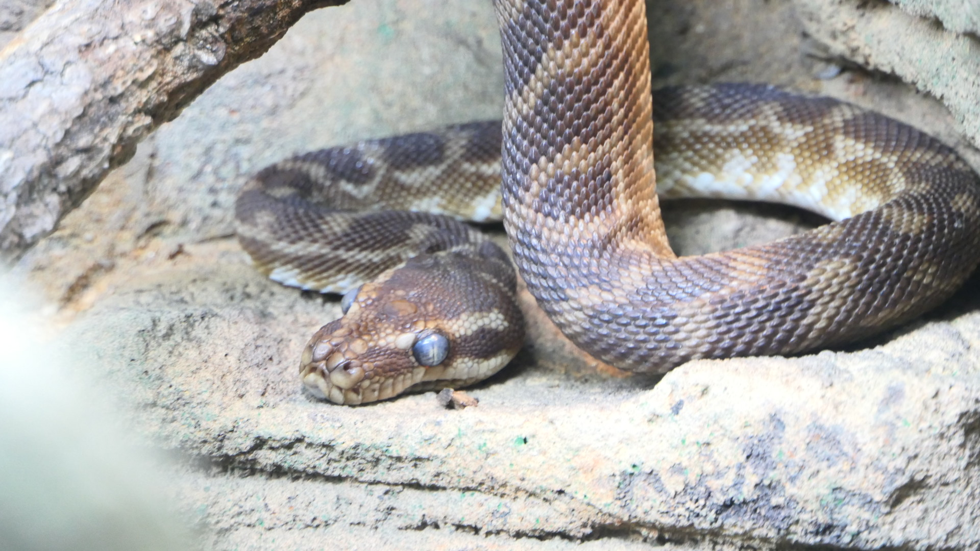 Rough-scaled Python