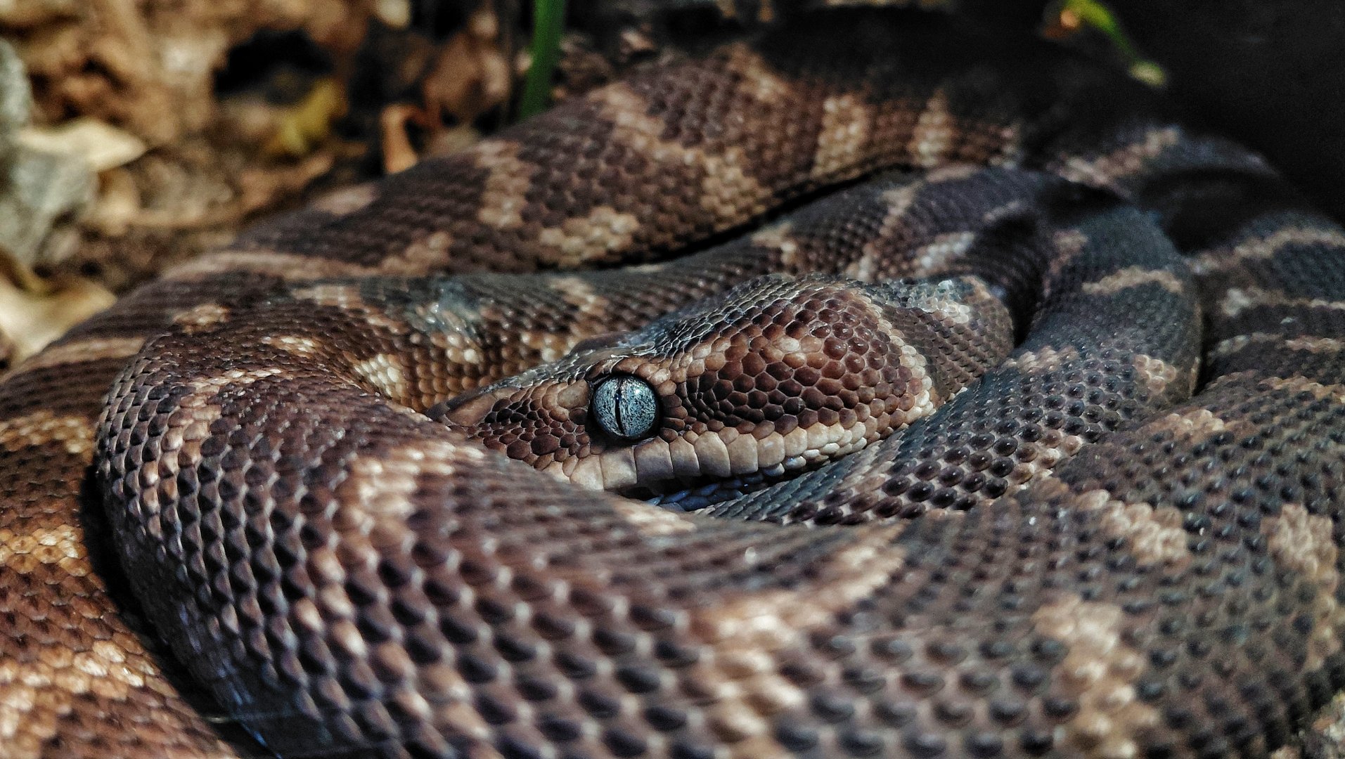 Rough-scaled python
