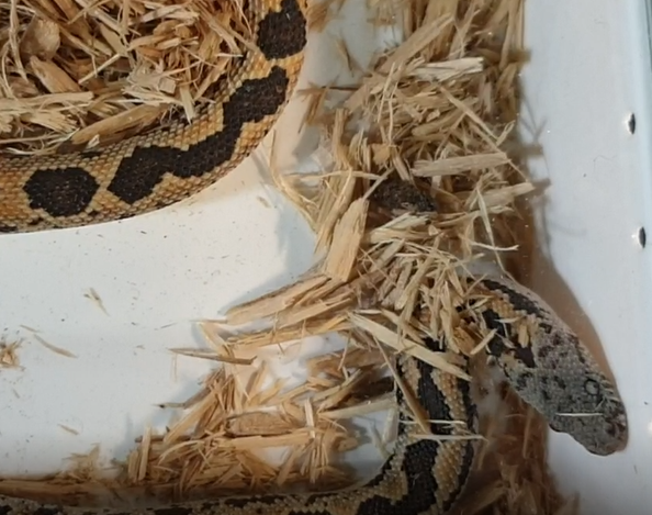 Rough-scaled sand boa - Gongylophis conicus