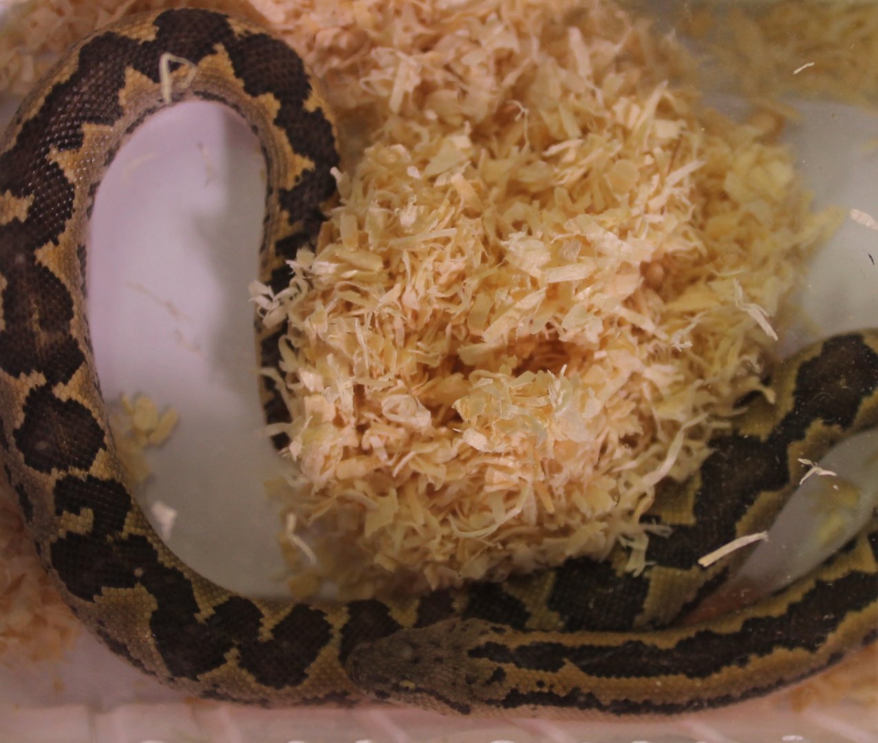 Rough-scaled sand-boa