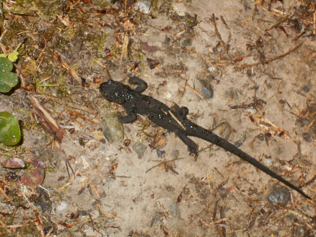 Rough-skinned Newt, Prairie Creek Redwoods State Park