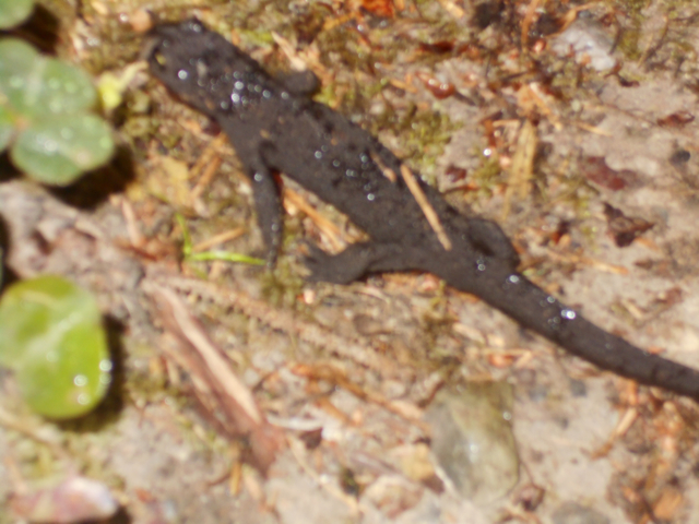 Rough-skinned Newt, Prairie Creek Redwoods State Park