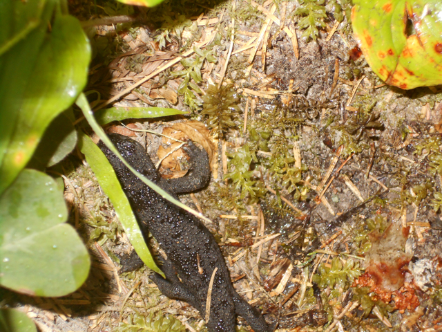 Rough-skinned Newt, Prairie Creek Redwoods State Park