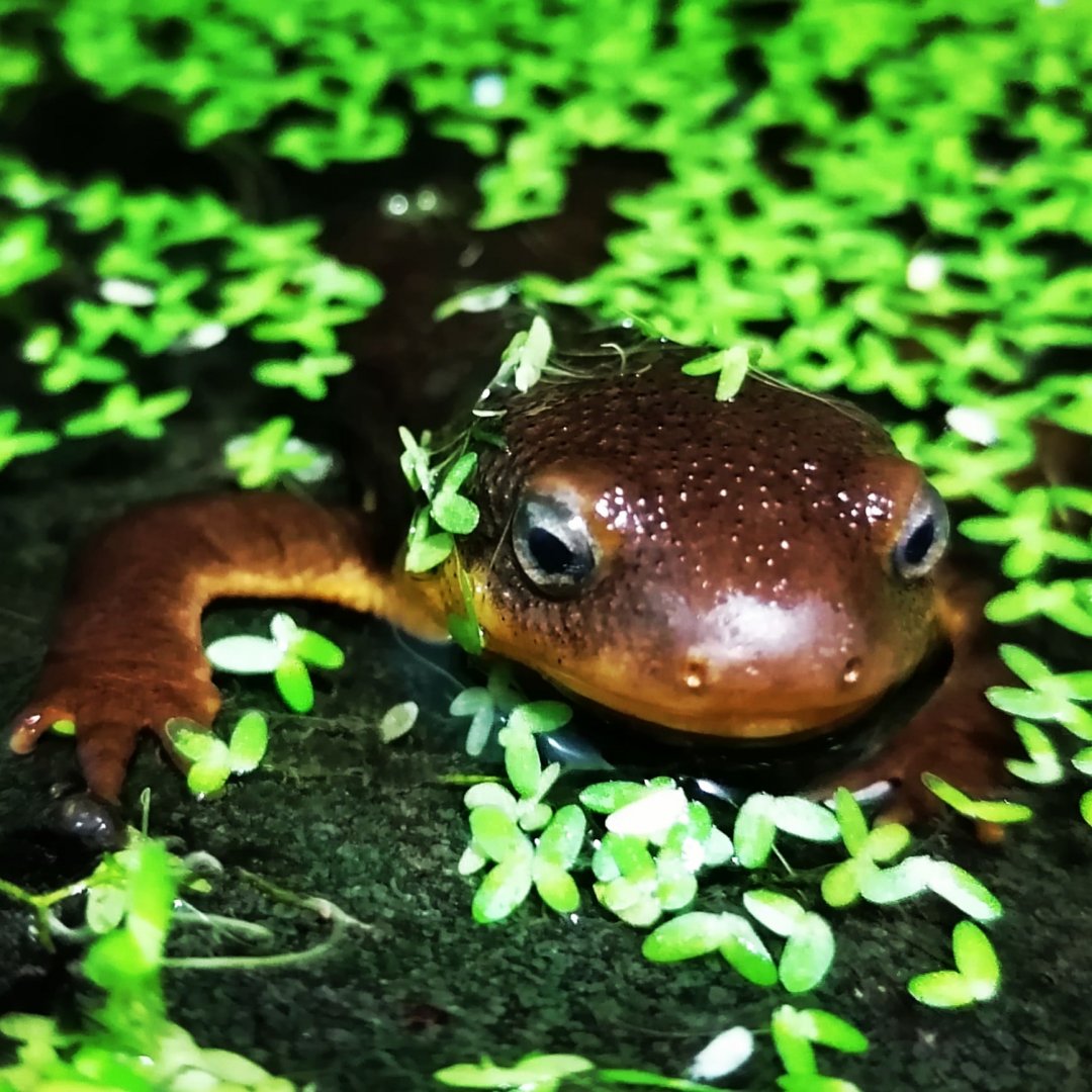 Rough-skinned newt (Taricha granulosa)