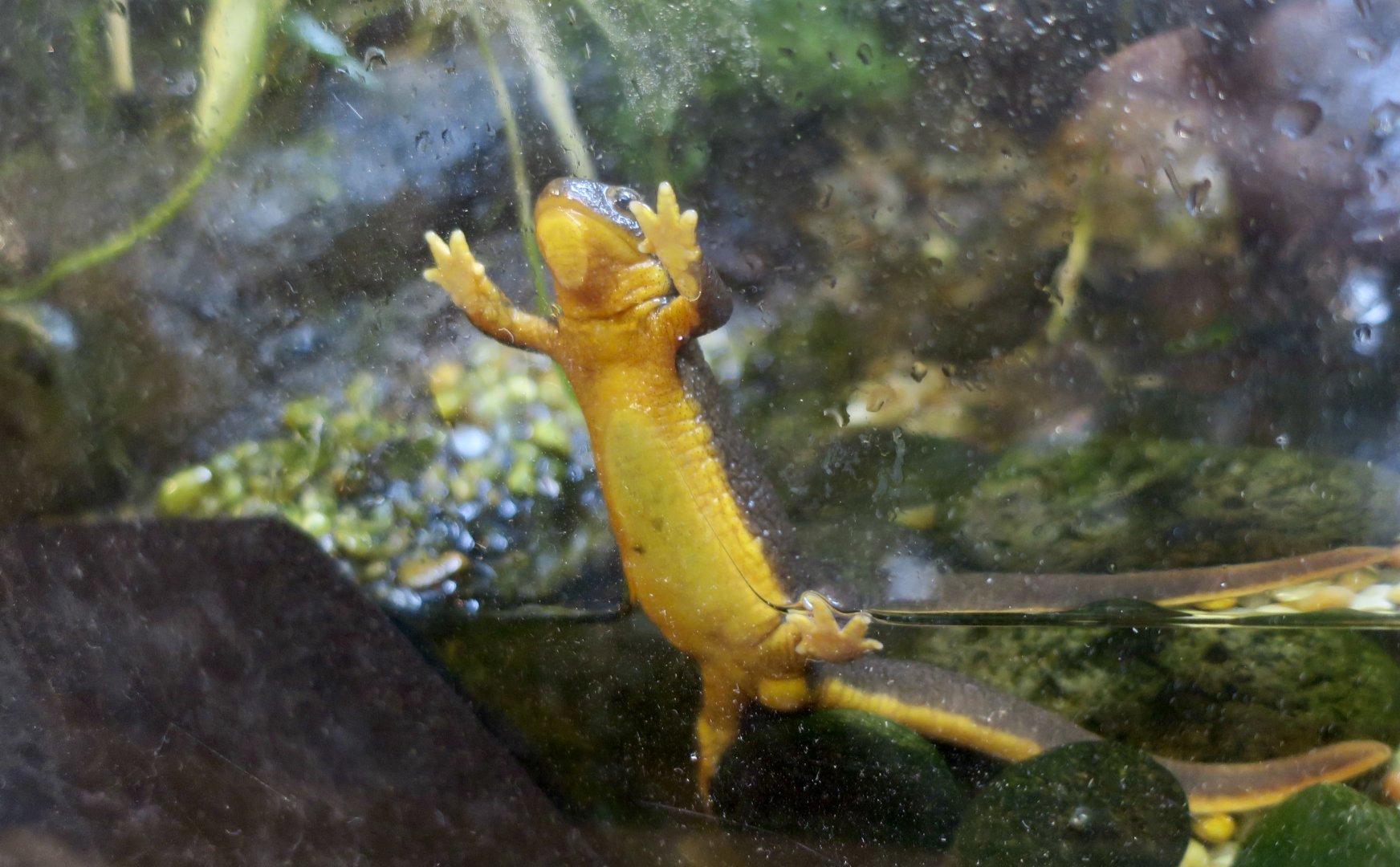 Rough-Skinned Newt (Taricha granulosa)