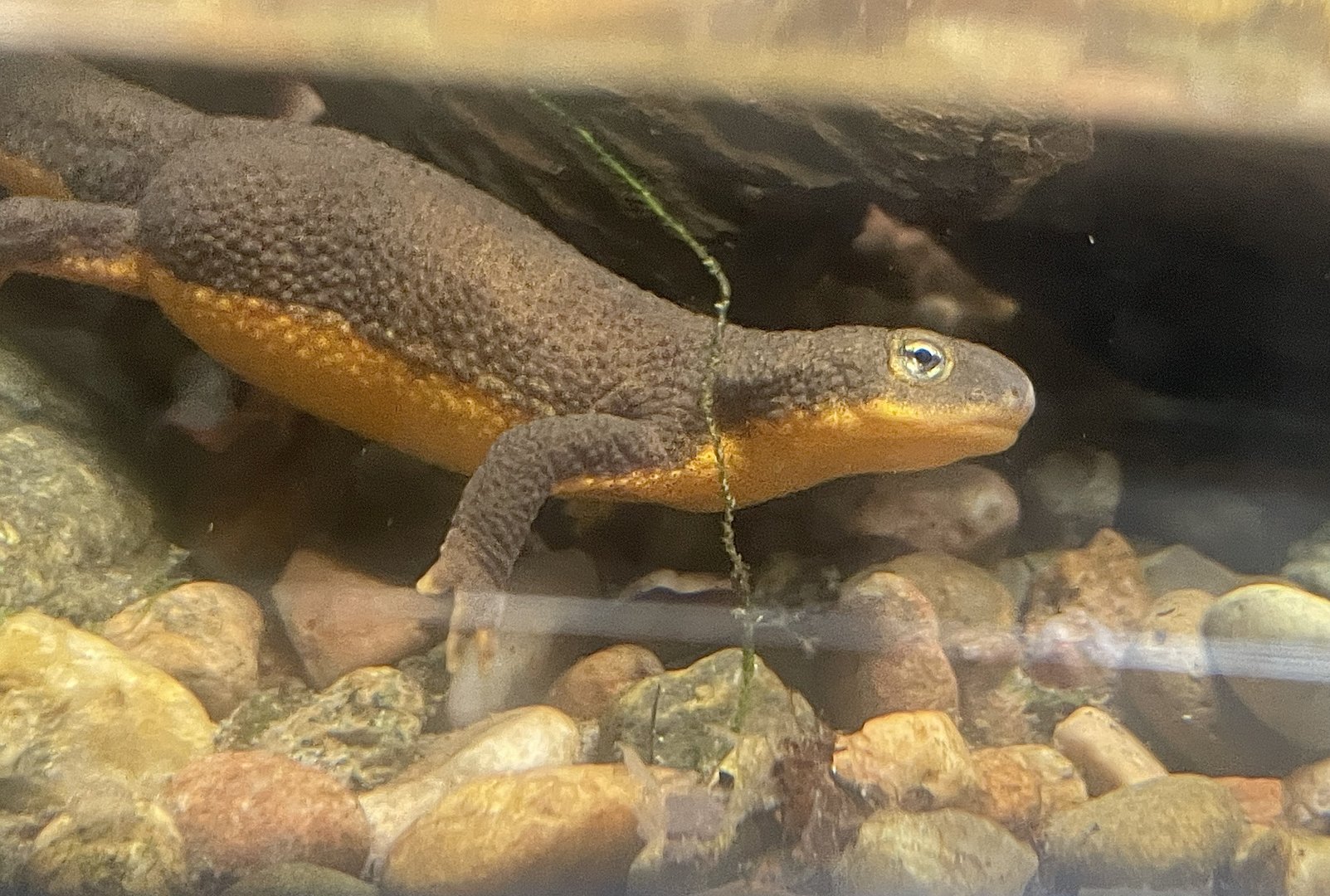 Rough-skinned Newt (Taricha granulosa)