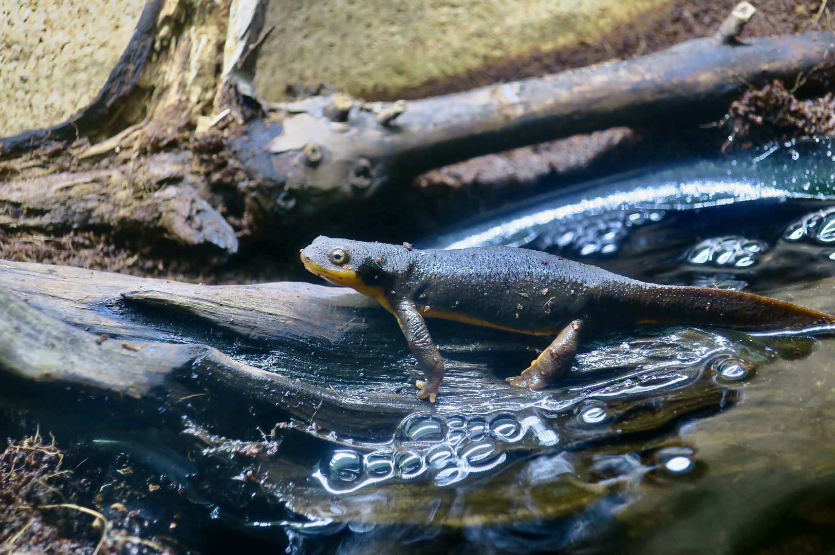 Rough-Skinned Newt (Taricha granulosa)