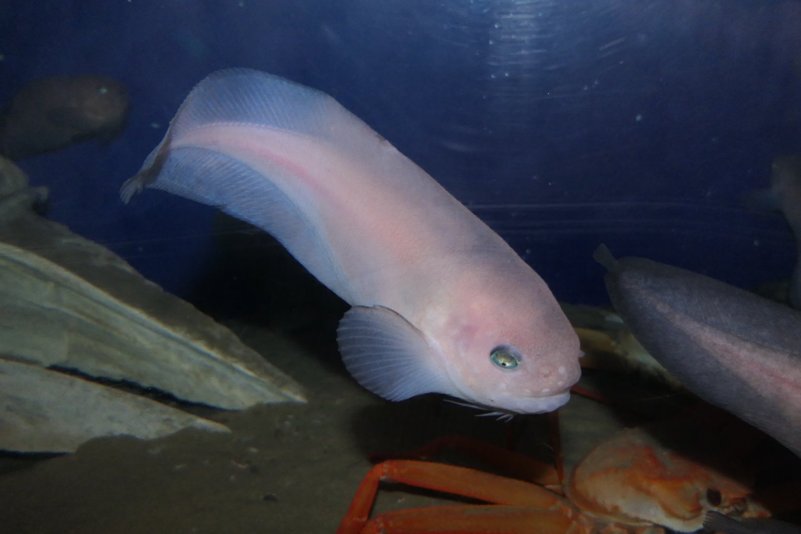 Rough Snailfish (Careproctus trachysoma) - Uozu Aquarium