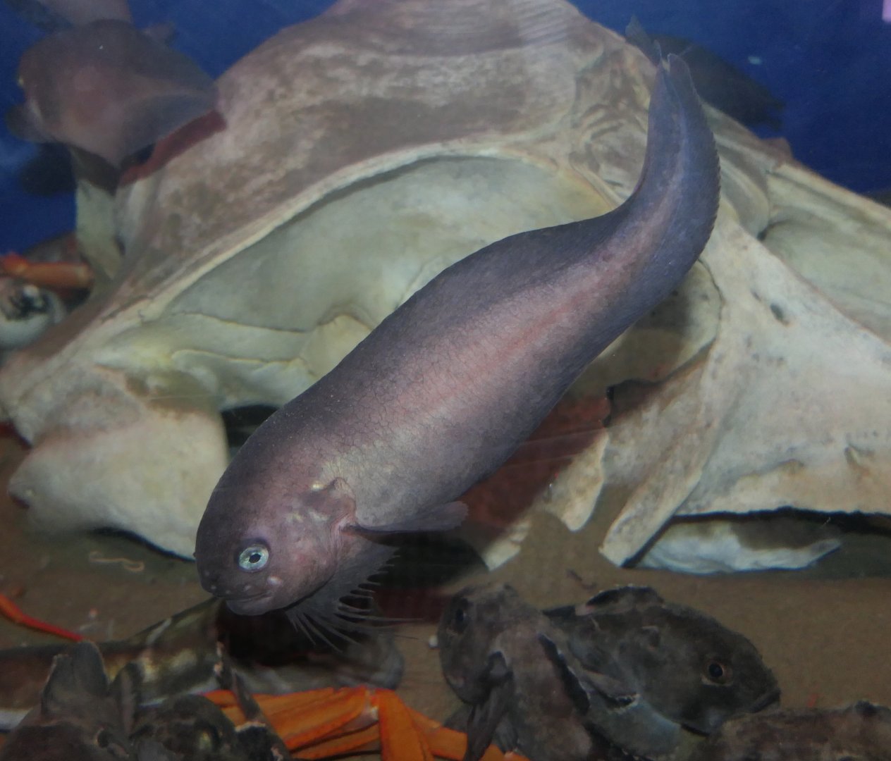 Rough Snailfish (Careproctus trachysoma) - Uozu Aquarium
