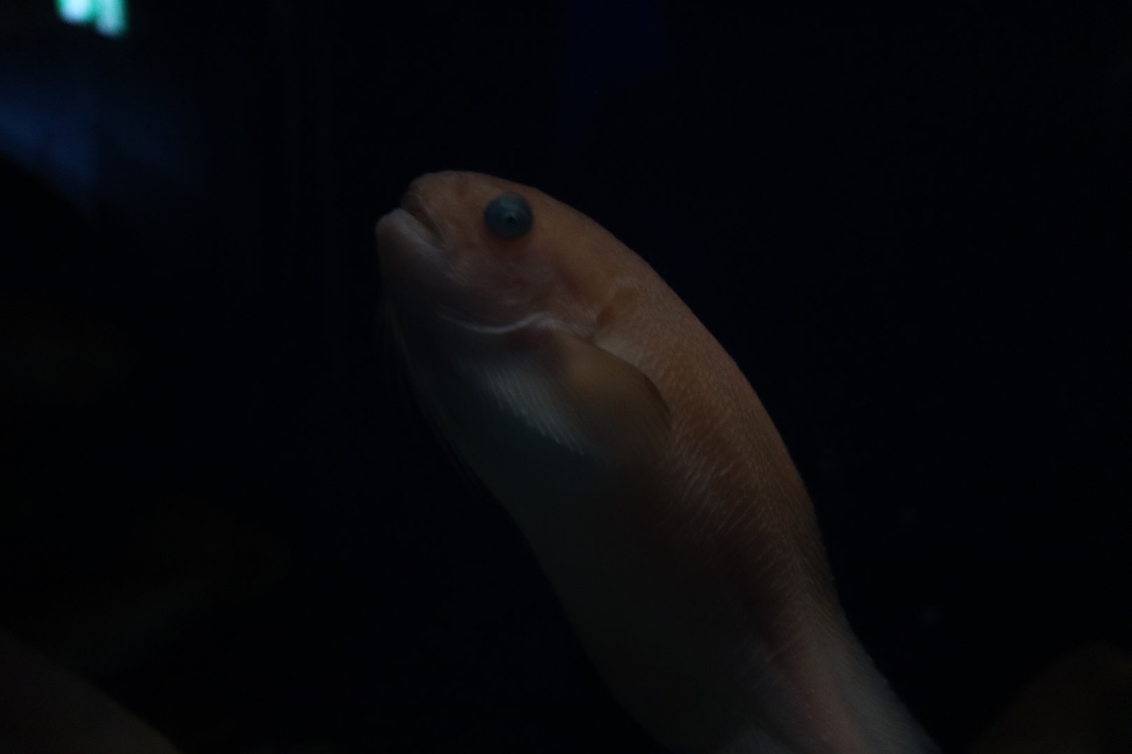 Rough snailfish（Careproctus trachysoma）