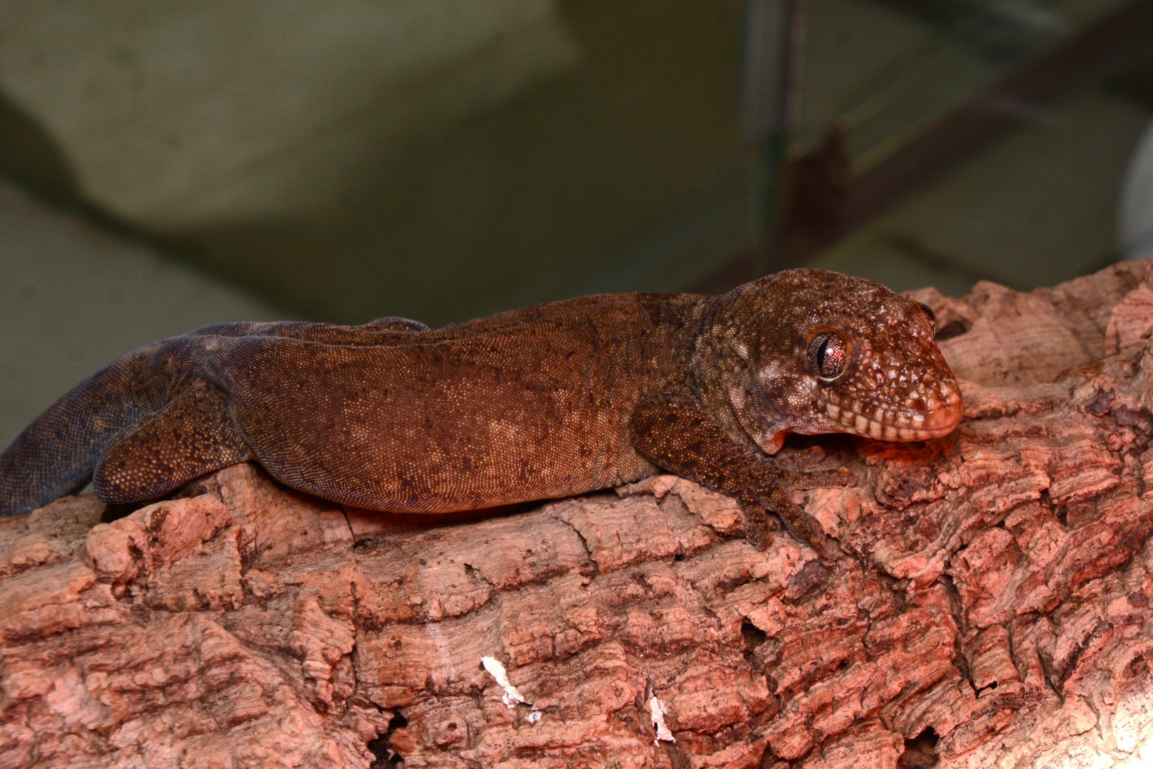 Rough-snouted giant gecko (Rhacodactylus trachyrhynchus)
