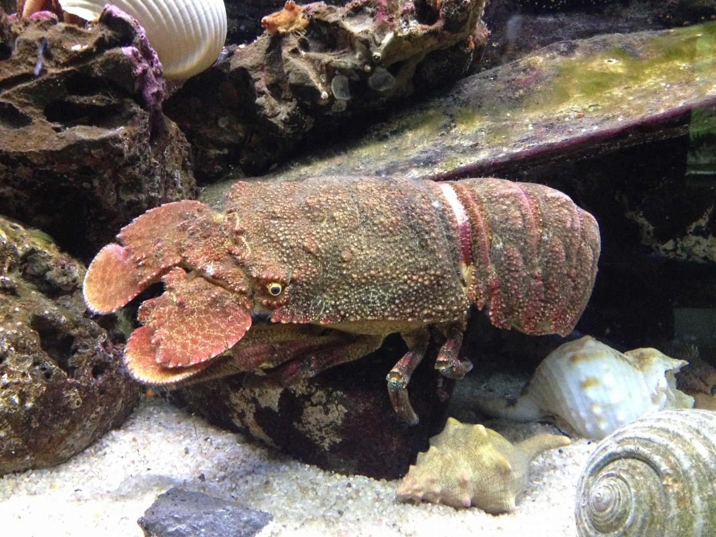 Rough Spanish Lobster (Arctides antipodarum)
