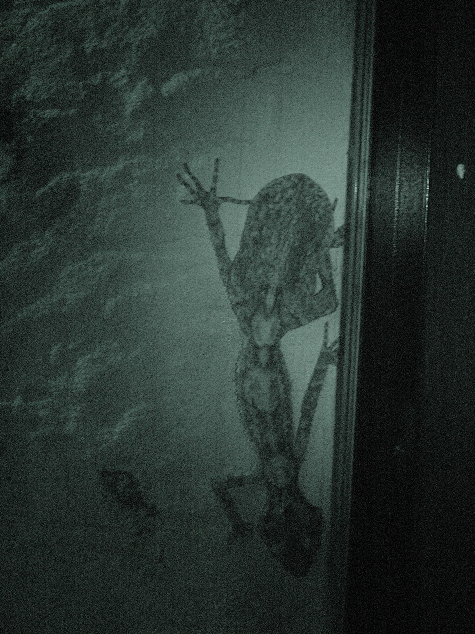 Rough-thraoted Leaf-tailed Gecko (Saltuarius salebrosus)