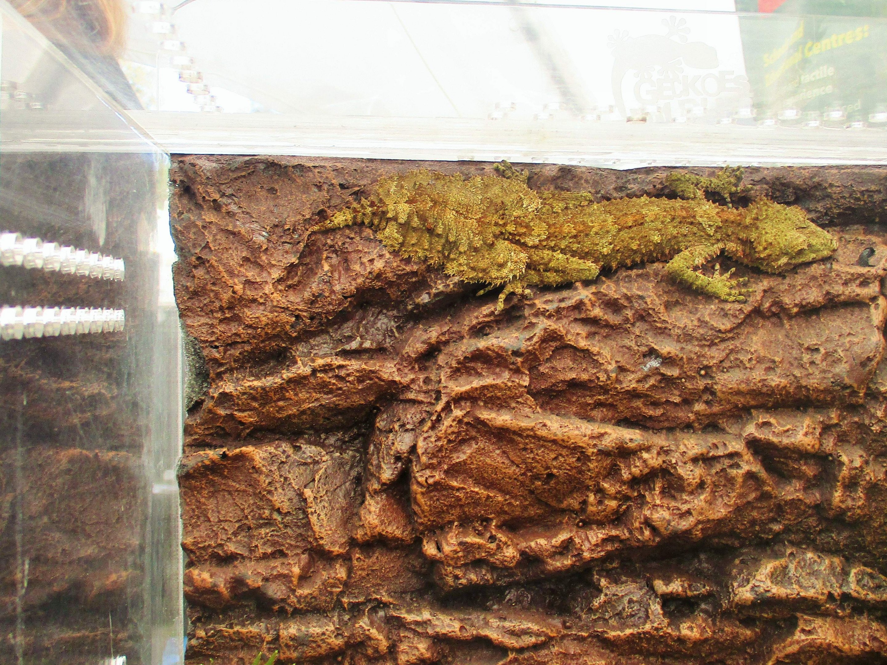 Rough-throated Leaf-tailed Gecko (Saltuarius salebrosus)