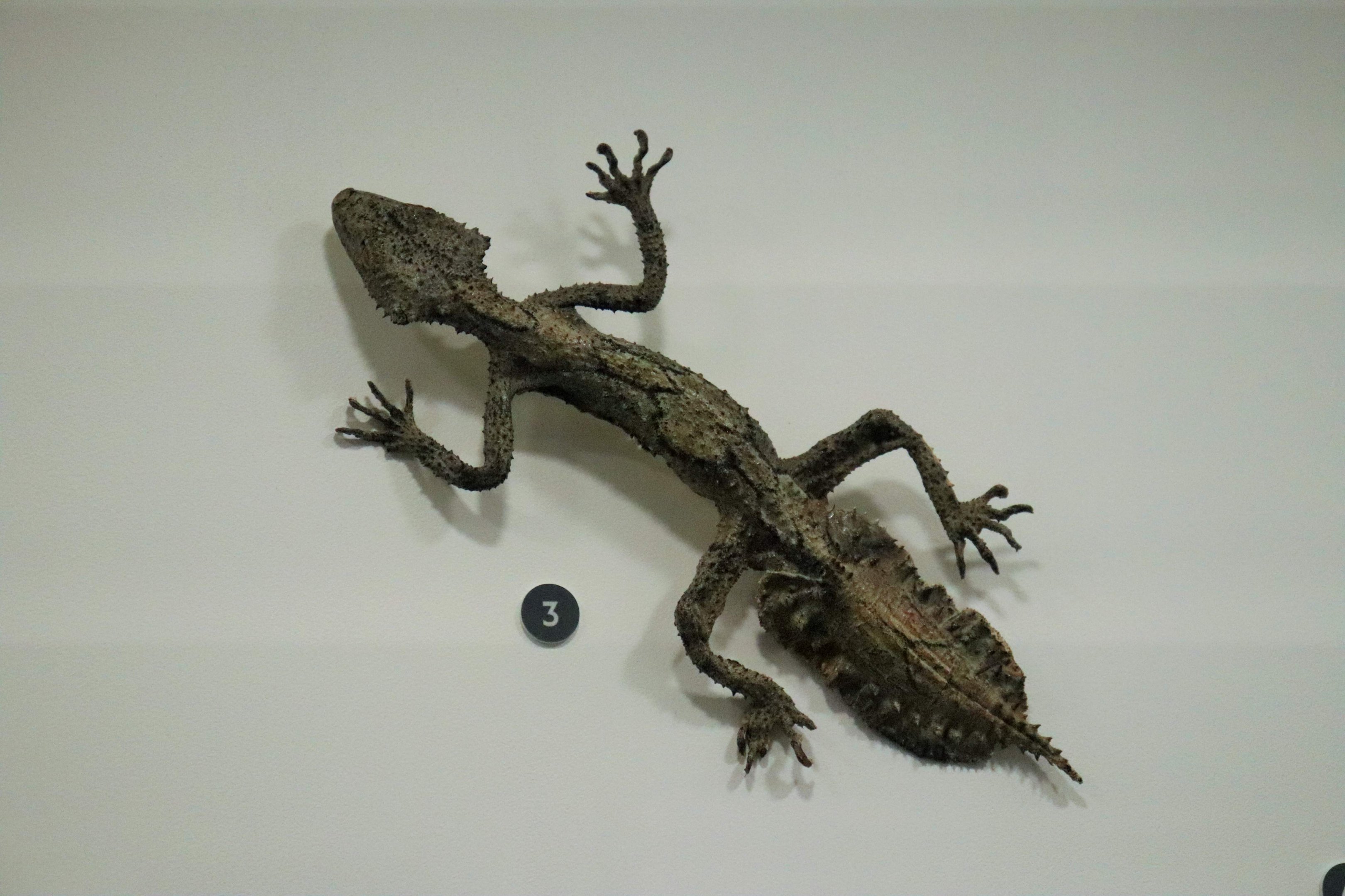 Rough-throated Leaf-tailed Gecko (Saltuarius salebrosus)