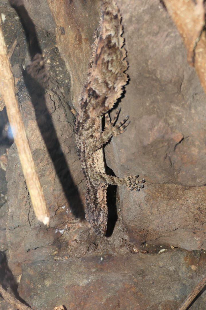 Rough-throated Leaf-tailed Gecko (Saltuarius salebrosus)
