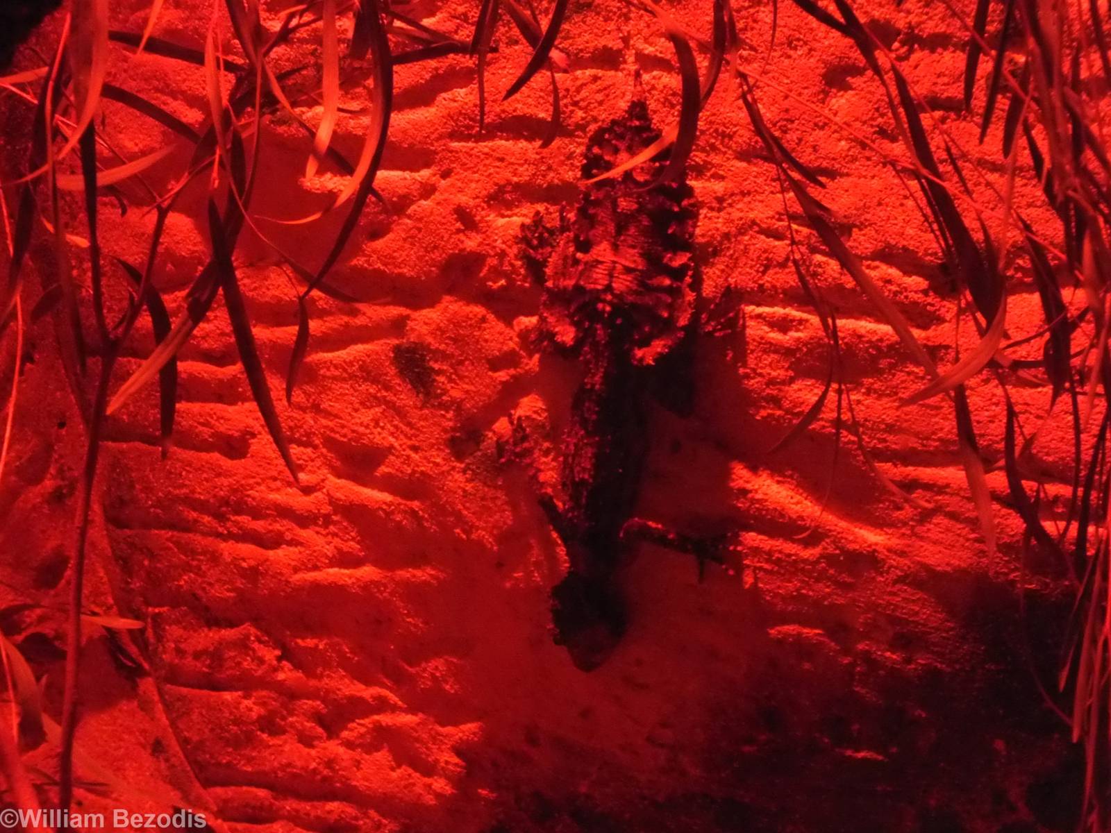 Rough-throated Leaf-tailed Gecko