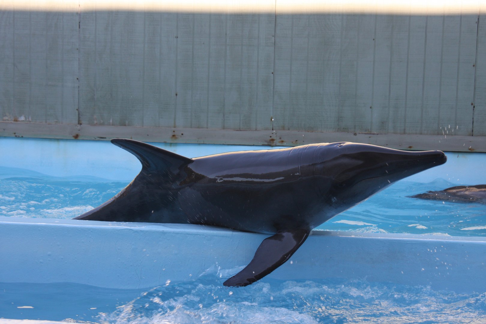 rough-toothed dolphin (Steno bredanensis) 2011