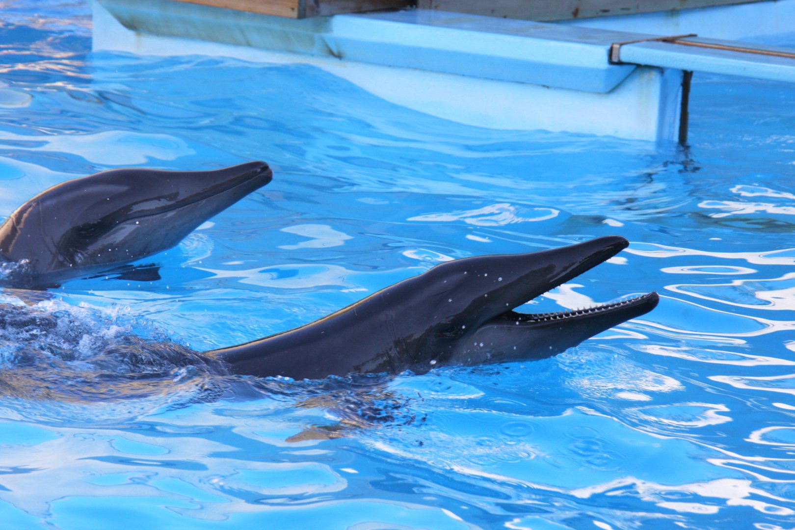 rough-toothed dolphin (Steno bredanensis) 2011