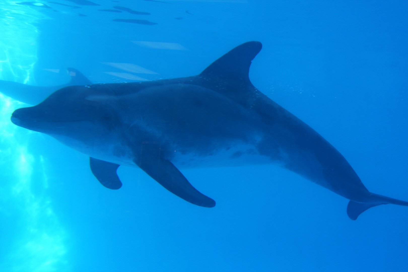 rough-toothed dolphin (Steno bredanensis) 2011